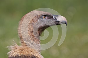 Very close portrait of a griffon vulture in the meadow