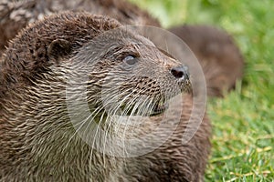 Very close profile portrait of an otter