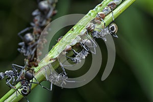 Very close shot of polyrhachis dives ants