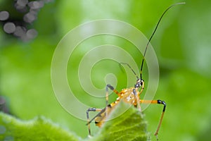 Close shot of yellow assassin bug.