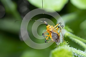 Close shot of yellow assassin bug.