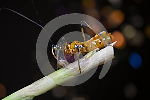 Close shot of yellow assassin bug.