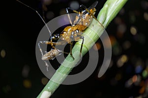 Close shot of yellow assassin bug.