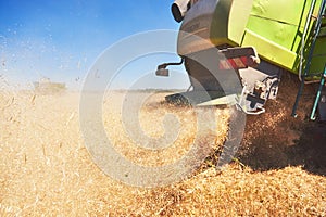 Very close up combine harvesting wheat