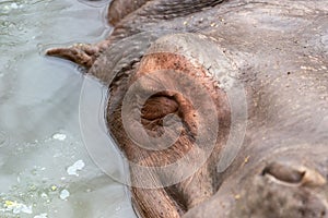 Front Close up View of Hippo Face