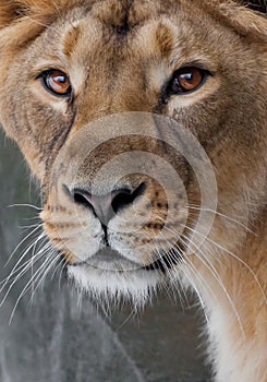 A very close-up full, the face of a lioness, beautiful clear brown eyes, the look of the beast right on you