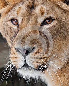 A very close-up full, the face of a lioness, beautiful clear brown eyes, the look of the beast right on you