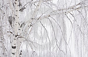 Very close up image of a white weeping willow tree.