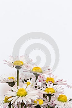 Very close up of little daisies flowers on white color