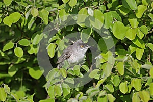 Very close-up of a male barred warbler