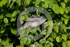 Very close-up of a male barred warbler