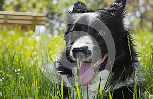 A very close-up of the muzzle of a border collie puppy dog, lying and happy in the meadow in the mountainous area