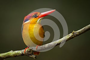Very close up of Oriental Dwarf Kingfisher