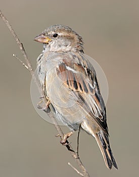 Very close up portrait of female house sparrow