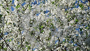Very close view of cherry tree flowers on a blue sky background