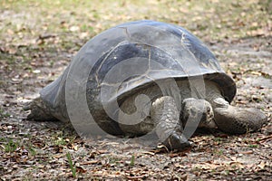 A very close view of a  huge  turtle