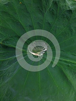 A very close view on the water drop accumulated in the lotus leaf