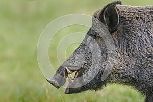 Very close wild boar male