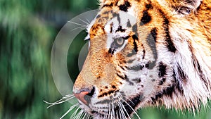 A very close wildlife portrait of the face of a Siberian tiger. The big cat is a dangerous predator, has orange and white fur with