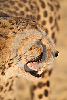 Very closeup of cheetah