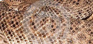 Very closeup image of western diamond back