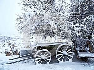 car and tree and snow photo