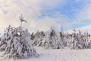 Very cold ,sunny winter day.White snowy forest