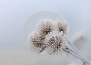 Three Frozen Flowers of January