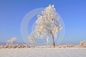 Very cold winter day in Lithuania. Snowy trees and on a field