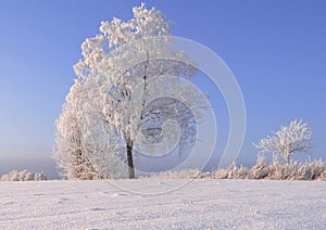 Very cold winter day in Lithuania. Snowy trees and on a field