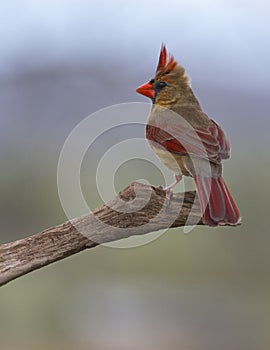 Very Colorful Female Cardinal