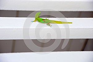 A very colorful gold dust day gecko sits on our patio chair in the sunshine on Maui, Hawaii.