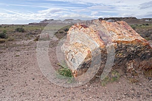 Very colorful horizontal photo of part of a large petrified log