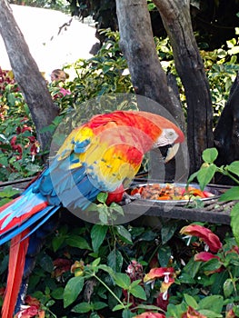 A very colorful macaw, eating
