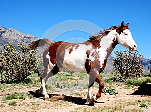 Very Colorful Paint Horse Prances