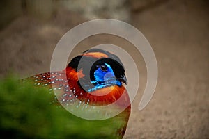 Very colorful Temminck's Tragopan bird