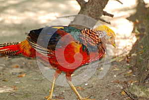 Very Colorful Tragopan Bird Walking Along