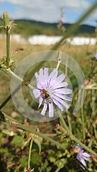 Very colorful wild garden flowers in full bloom