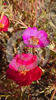 Very colorful wild garden flowers in full bloom