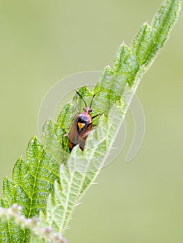Mirid bug on a leaf