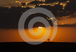 Very colourful setting sun over Masai Mara Plains, Kenya