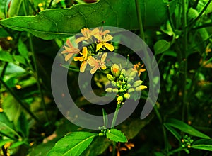 Very common flower, Mustard have golden glowing peatl
