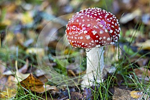Amanita muscaria, also known as fly swatter or false oronja photo