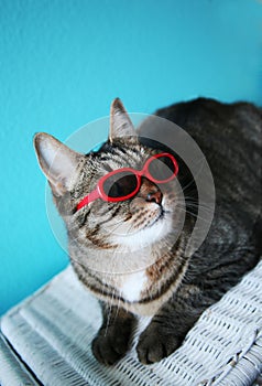 Very Cool Cat