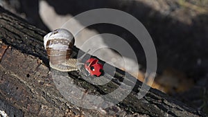 A very curious cute brown and white striped snail escardot Helix pomatia and ladybird in nature