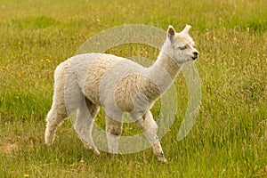 Very cute baby alpaca with green glass