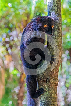 Very cute black Eulemur macaco is sitting on a tree, holding onto the trunk with its paws. photo