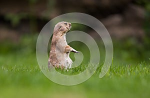 Very cute black tailed prairie dog