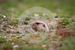 Very cute black tailed prairie dog