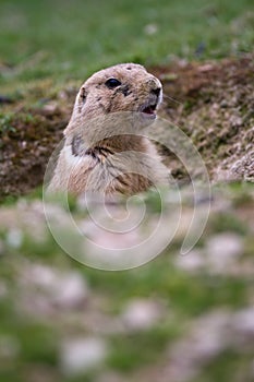 Very cute black tailed prairie dog